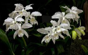 Cattleya Hawaiian Wedding Song Virgin Cattleya Orchids Beautiful Orchids