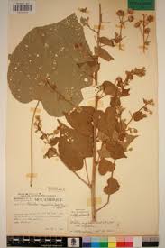 Image result for Abutilon angulatum