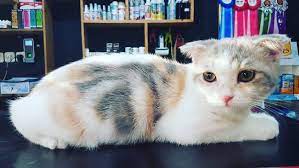 Jangan Lupa Jadwalkan Kucing Mu Untuk Grooming Berikut Ini Manfaatnya Kucing D Grooming Menjaga Kebersihan Kucing Mencega Cat Food Cats Animals