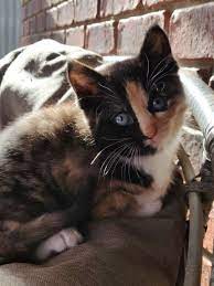 My Friends Orange Cat Had A Kitten With His Black Cat Aww Cute Animals Cats Dogs Orange Kittens Cats Pretty Cats