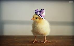 Semua foto di pexels dapat digunakan untuk keperluan komersial secara gratis. 69 Gambar Anak Ayam Kartun Lengkap Cikimm Com