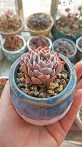 pin by a m b e r 水水on 多肉植物succulent plants succulents planting succulents plants