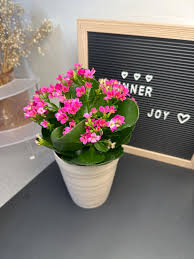 Image result for Kalanchoe crenata