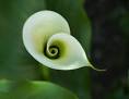Resultado de imagem para spirals in nature