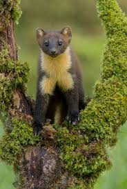 Belle30 Wildlife Animals Animals Martin Animal