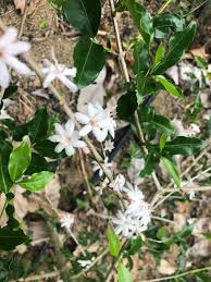 Image result for Coffea racemosa