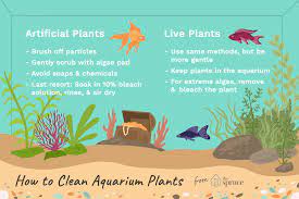Remove algae from your tank glass. Aquarium Plants Get Dirty With Algae And Need To Be Cleaned