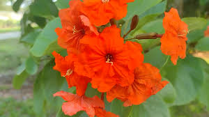 Image result for Geigeria brevifolia