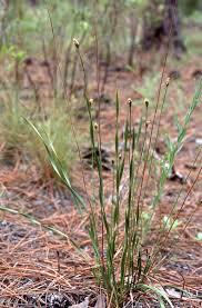 Image result for Xyris parvula