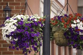 It should also have a lip around the edge to serve as a perch. Flowers That Attract Hummingbirds A Full List