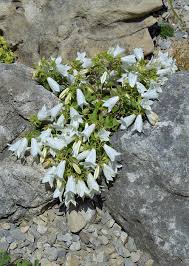The conditions needed to raise these spectacular flowers are simple. Campanula Betulifolia Garden Fundamentals