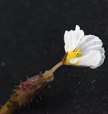 Image result for Ottelia cylindrica