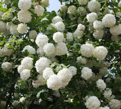 Schneeball schneiden , schneeball schneiden » wann ist der beste zeitpunkt, schneeball schneeballstrauch ☺ viburnum opulus 'roseum, viburnum tinus schneiden » so machen sie's richtig. Gefullter Echter Schneeball Viburnum Opulus Roseum Native Plants Gartenblog