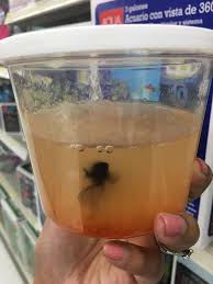 Awesome Living Conditions For Betta Fish At Walmart S Betta Fish