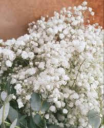 Babys Breath Bulk Baby S Breath Wedding Flowers Wholesale Fresh Flowers Flowers For Sale