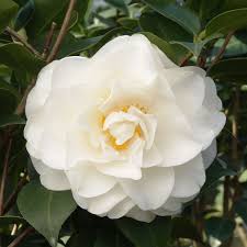 Swan Lake Camellia Is A Prized Plant Of The Milder Regions Zones 8 10 Peony Like Blooms Blossom From Winter To Mid Sprin Winter Plants Plants Showy Flowers