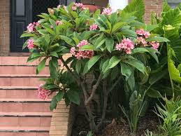 Plumeria Rubra Frangipani World Of Flowering Plants Planting Flowers Garden Plants Design Backyard Plants