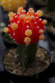 The type of cactus rootstock used in the grafting process determines how high a moon cactus grows. Repotting Moon Cactus Properly Learn How To Repot A Moon Cactus