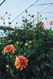 Gallatin Valley Blooms Photo Essay Edible Bozeman