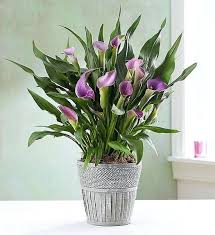 Common purple flowers in arrangements. 76 Types Of Purple Flowers Purple Flower Names Balcony Garden Web