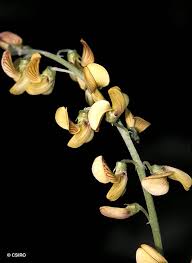 Image result for Crotalaria lanceolata
