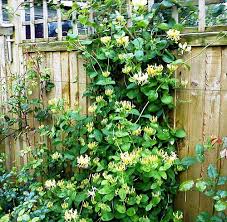 Image result for Lonicera