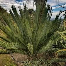 Image result for Encephalartos