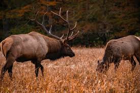 15 Must-See Places in the Smokies