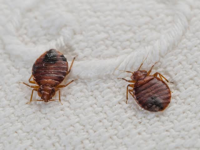 Bed bug close up on a mattress