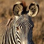 Zebra Encounter