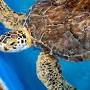 Profile Picture of Karen Beasley Sea Turtle Rescue (History and How to Visit)on Google
