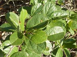 Image result for Combretum hereroense
