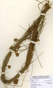 Image result for Cyperus pectinatus