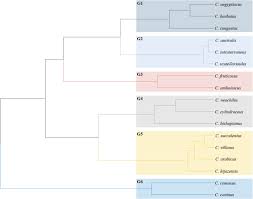 Image result for Alvesia clerodendroides