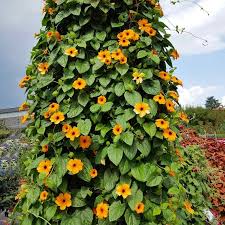 Image result for Thunbergia crispa