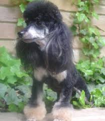 Black And White Toy Poodle Puppies Justy A Beautiful Black And White Phantom Poodle Phantom Poodle Poodle Puppy Black Poodle Puppy