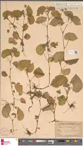 Image result for Begonia poculifera