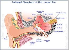 Natural Cure For Meniere S Disease Information