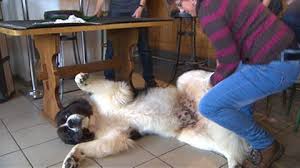 Süße hunde süße tiere lustige bilder von tieren lustige tierbilder. Steckbrief Hund Wissen Swr Kindernetz