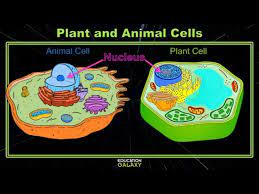 The cell is the basic functional and structural unit of life. 5th Grade Ga Science Plant And Animal Cells Topic Overview Youtube