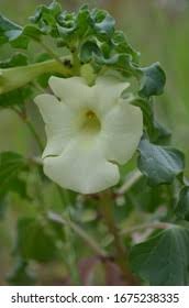 Image result for Barleria holubii