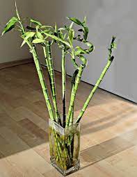 Large lucky bamboo asst plant in deco pot. Lucky Bamboo Plant Growing Tips Dracaena Sanderiana Plant Care
