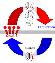Organisms must reproduce and, in the context of evolution, must choose there are two major strategies for reproduction—sexual and asexual. Sexual Reproduction Wikipedia