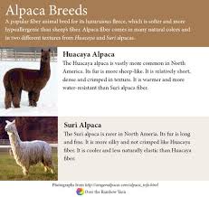 Alpaca Breeds From Yarnschool By Over The Rainbow Yarn