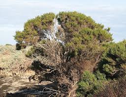 Image result for Halosarcia indica