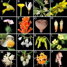 Image result for Balthasaria