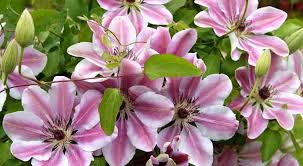 Propagating clematis is a little different than your average plant. How To Propagate Clematis By Layering The Garden Of Eaden