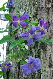 We did not find results for: How To Train A Clematis On A Tree Trunk Clematis Flower Clematis Clematis Vine Trellis