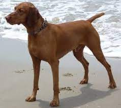 We did not find results for: Vizsla Puppies Golden Meadows Retrievers Vizsla Potty Training Puppy Puppy Training