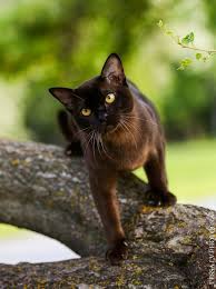 no title ocharovatelnye kotyata koshki i kotyata tovary dlya zhivotnyh